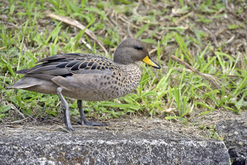 Yellow-billed teal sunning on the lawn