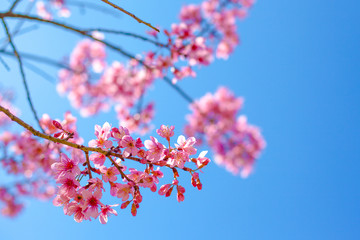 Himalayan Cherry Blossom , also call sakura pink color with blue sky background in winter
