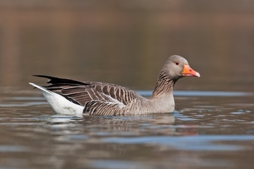 greylag goose, anser anser