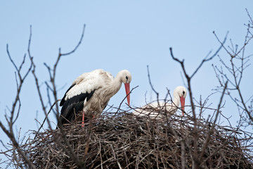 white stork, ciconia ciconia