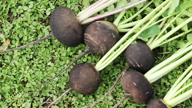 Recently dug roots black radish lies on a green lawn