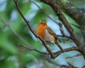 Robin