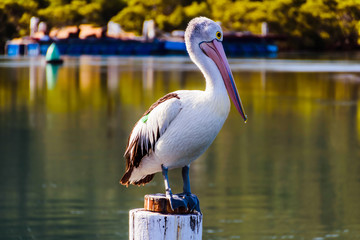 Australian Pelican