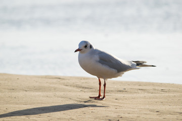 Seagull standing on sand beach in front of the Mediterranean sea