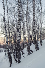 Березовая роща зимой