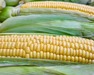fresh corn closeup, natural background, strong bokeh