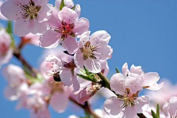 Blossoming peach. Romantic Spring Photo