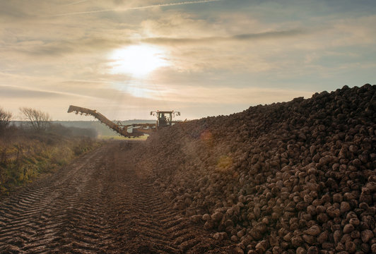 avaleuse &agrave; betteraves