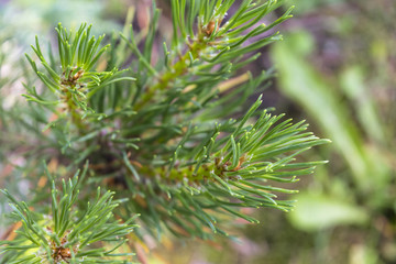 close up of a branch fir tree leaves at the sunshine