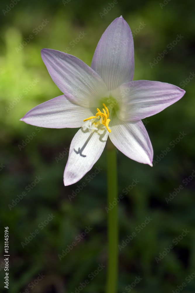 Wall mural The delicacy of the pink rain lily on the grass