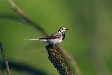 Fototapeta premium white wagtail, motacilla alba