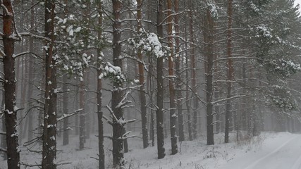 Winter wind storm forest nature snowing pine forest with snow winter landscape beautiful christmas tree background