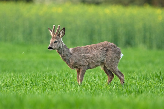 european roe deer, capreolus capreolus