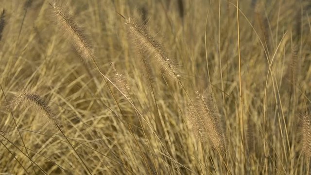 Swinging spikelets of the yellowed grass