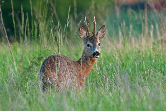 european roe deer, capreolus capreolus
