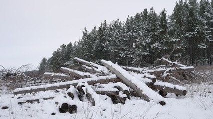 sawmill logs of pine trees in snow winter forest Christmas tree nature landscape