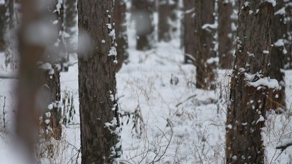 Fototapeta premium tree trunks christmas tree winter forest pine nature beautiful landscape