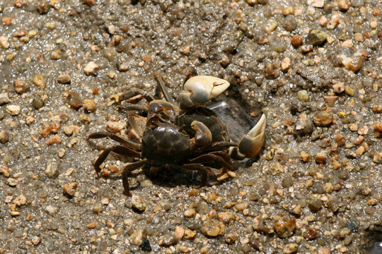 Crabs Mating - Miyajima, Japan