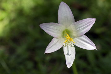 The delicacy of the pink rain lily on the grass