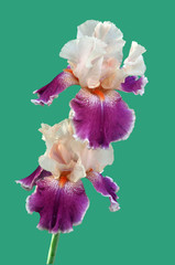 iris flower
