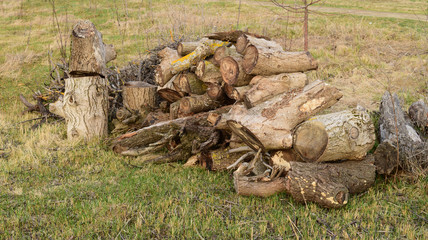 Fototapeta na wymiar A small pile of firewood stacked