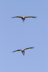 Griffon Vulture, in flight, Monfrague National Park, Extremadura, Spain.