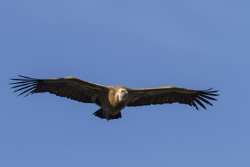 Fototapeta premium Griffon Vulture, in flight, Monfrague National Park, Extremadura, Spain.