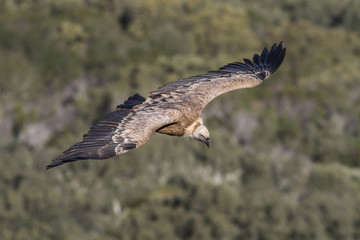 Griffon Vulture, in flight, Monfrague National Park, Extremadura, Spain.