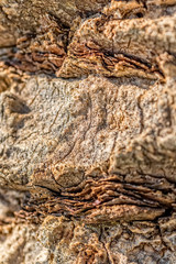 Palm tree trunk detail