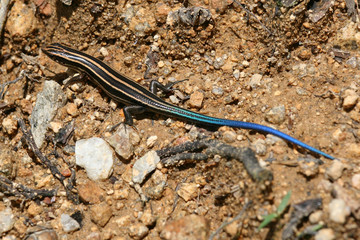 Lizard - Mt Misen, Miyajima, Japan