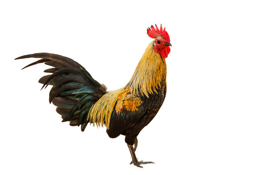 rooster isolated on a white background with clipping path.