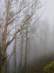 Obraz premium Gloomy Madeira island landscape with fog precipitation 