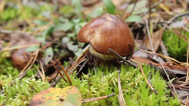 Mushroom (L.Suillus) growing on the mossy glade
