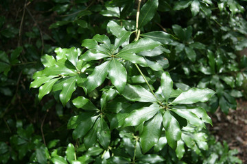 Foliage - Mt Misen, Miyajima, Japan