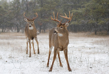 Obraz premium Two white-tailed deer bucks walking in a winter snowfall in Ottawa, Canada