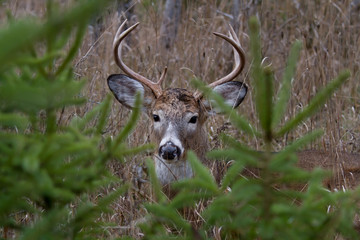 Obraz premium White-tailed deer buck closeup behind pine trees in Ottawa, Canada