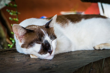 Cat sleeping on a table