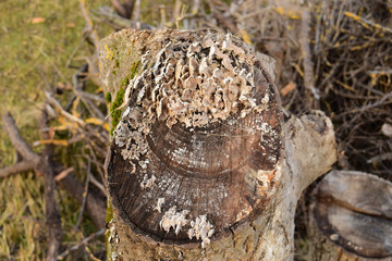 Plate mushrooms on a tree stump