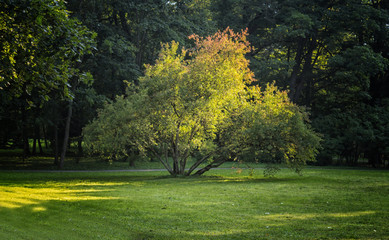 solitary spreading tree lit by the evening sun in the park