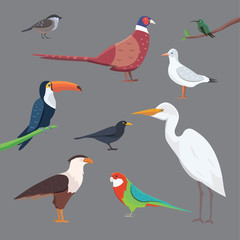 Obraz premium Popular birding species collection