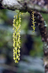 Small and delicate green orchid in its habitat