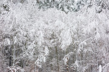 Naklejka premium Winter forest with snow covered branches