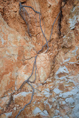 Aerial roots