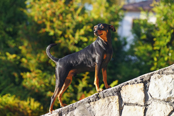 Shiny black and tan German Pinscher dog posing outdoors on a stone wall at sunny weather