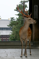 Deer - Todaiji Ancient Temple, Nara, Japan
