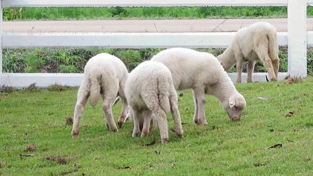 Baby Sheep  graze in pastures at farm.