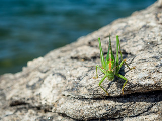Green grasshopper over a rock
