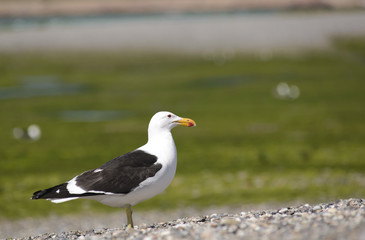 Seagull