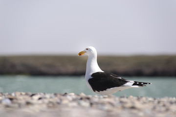 Seagull