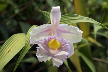 Orchid in yellowish pink tones on green background